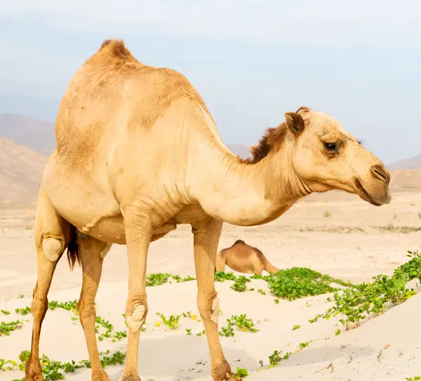 In oman quartiere vuoto del deserto un dromedario libero vicino al mare — Foto Stock