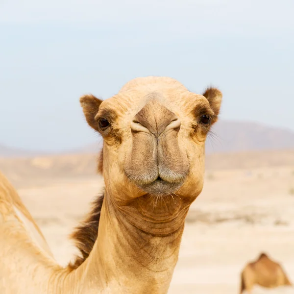 In oman quartiere vuoto del deserto un dromedario libero vicino al mare — Foto Stock