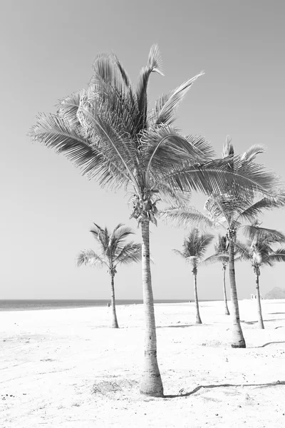 En oman mar árabe la colina cerca de playa de arena cielo palmera —  Fotos de Stock