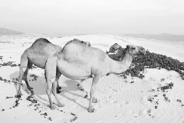 Umman boş çeyreğinde çöl ücretsiz dromedary denize yakın — Stok fotoğraf