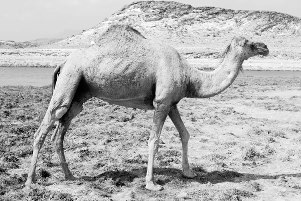 I oman camel tömma fjärdedel av öknen en gratis dromedar nära den — Stockfoto