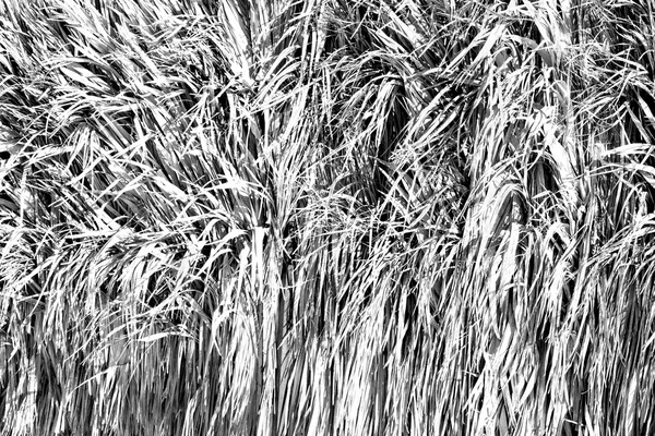 In oman texture astratta di uno sfondo di parete di bambù — Foto Stock