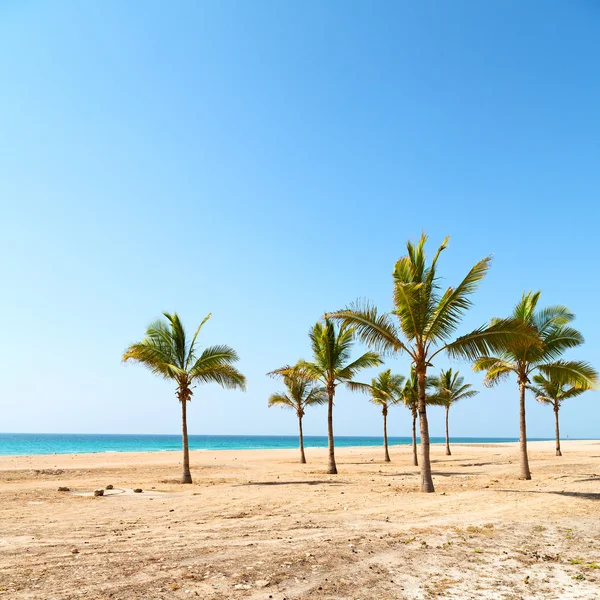 In oman arabic sea  the hill    near sandy beach sky  palm — Stock Photo, Image