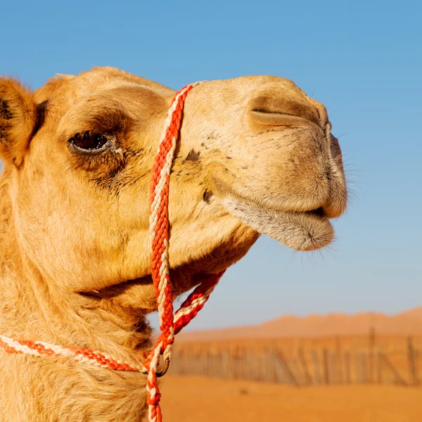 En Oman vacío cuarto de desierto un dromedario libre cerca del cielo — Foto de Stock