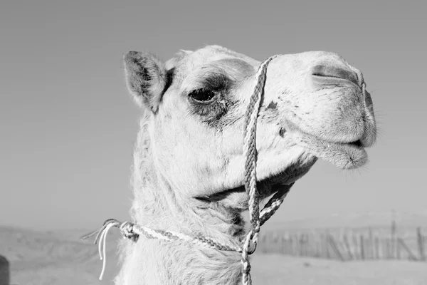 In einem leeren Viertel der Wüste ein freies Dromedar am Himmel — Stockfoto