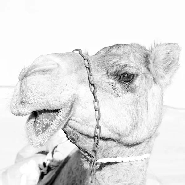 Em oman vazio quarto de deserto um dromedário livre perto do céu — Fotografia de Stock