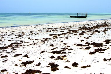 Zanzibar plaj deniz yosunu Hint  