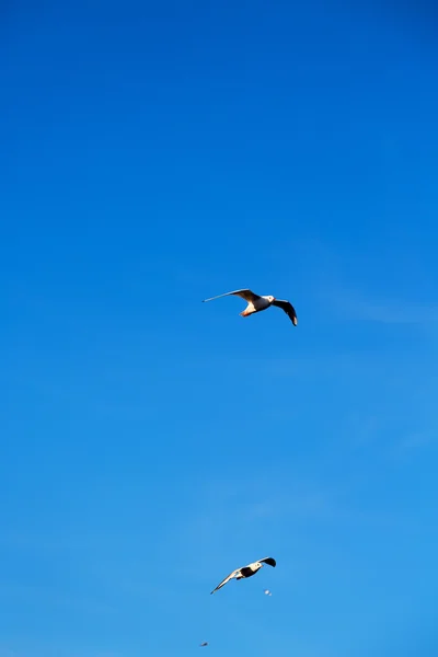 Em oman o céu dos pássaros — Fotografia de Stock