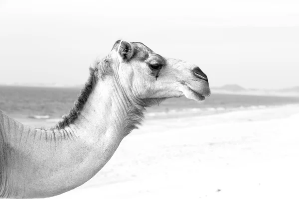 In oman empty quarter of desert a free dromedary near the  sea — Stock Photo, Image