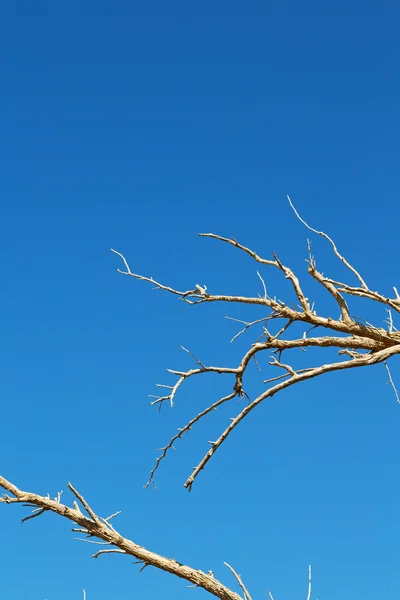 In einem alten abgestorbenen Baum — Stockfoto