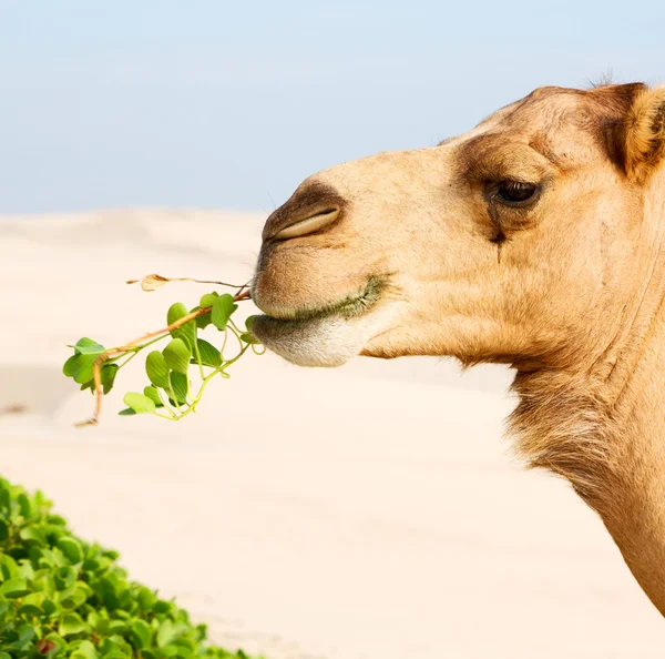 En Oman vacío cuarto de desierto un dromedario libre cerca del mar — Foto de Stock