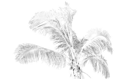 Umman palmiye ve berrak gökyüzü