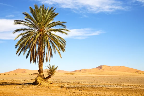 Palmera en el desierto oasi — Foto de Stock
