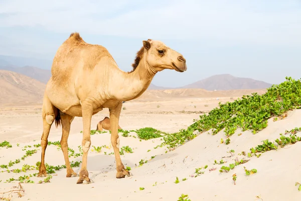 In oman empty quarter  sea — Stock Photo, Image