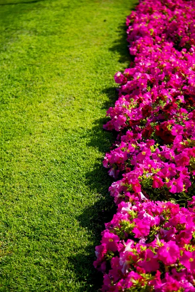在阿曼的花和花园春天的色彩 — 图库照片