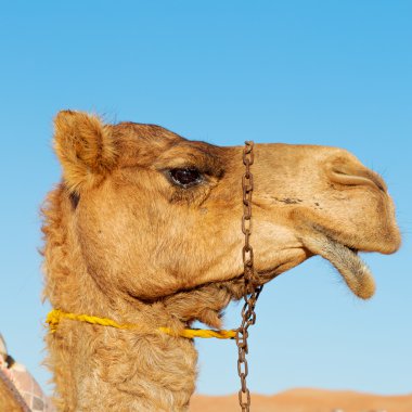 Umman boş dörtte çöl gökyüzüne yakın bir ücretsiz dromedary içinde