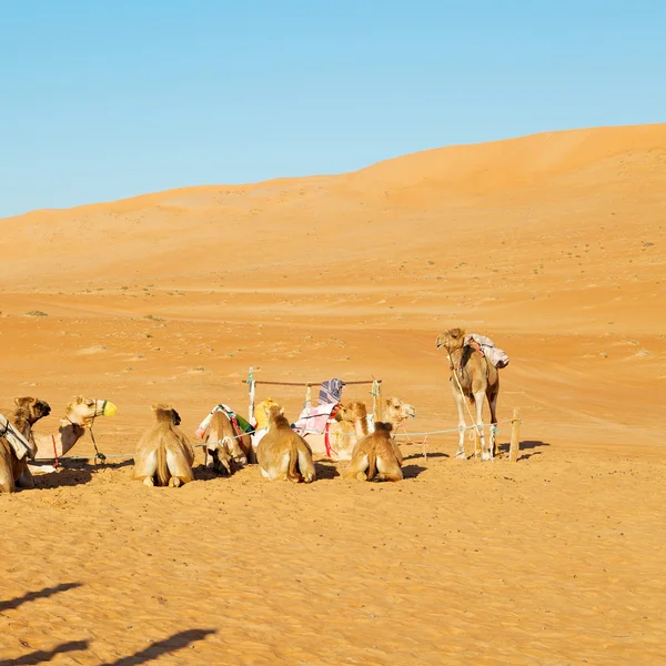 En Oman vacío cuarto de desierto un dromedario libre cerca del cielo — Foto de Stock