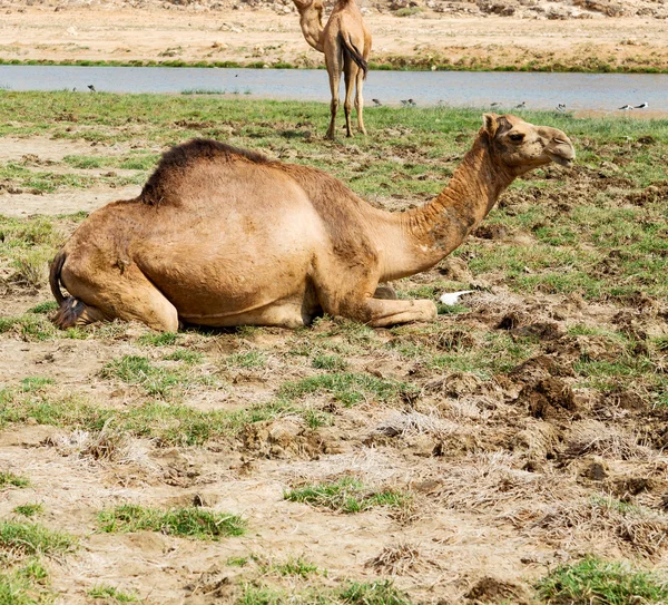 In oman camel  empty quarter of desert a free dromedary near the — Stock Photo, Image