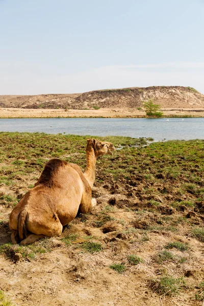 I oman camel tömma fjärdedel av öknen en gratis dromedar nära den — Stockfoto