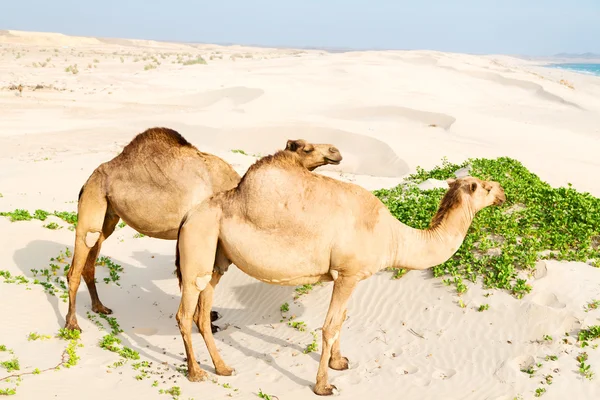 Dans oman quartier vide du désert un dromadaire libre près de la mer — Photo