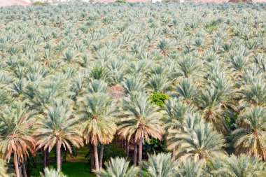 Umman Bahçe ve yüksek palmiye meyve tarımı