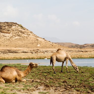 Umman deve içinde çöl dörtte bir ücretsiz dromedary yakınındaki boş.