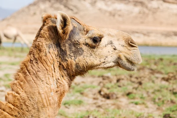 In oman cammello vuoto quartiere del deserto un dromedario libero vicino alla — Foto Stock