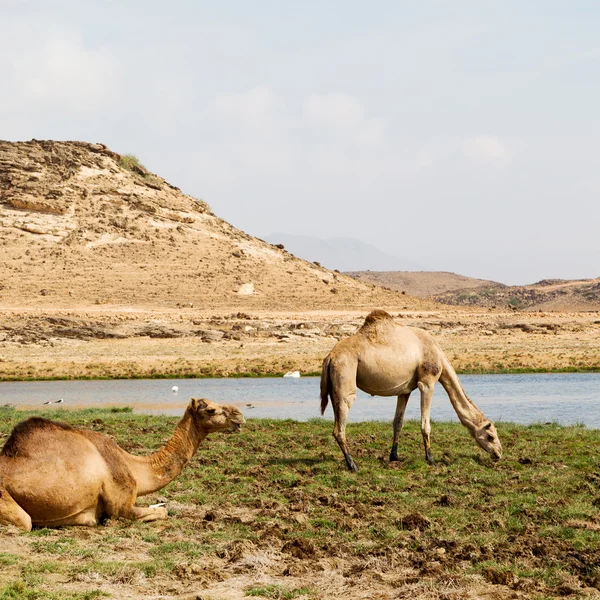 W oman camel pusty kwartał z pustynny wolna dromader w pobliżu — Zdjęcie stockowe