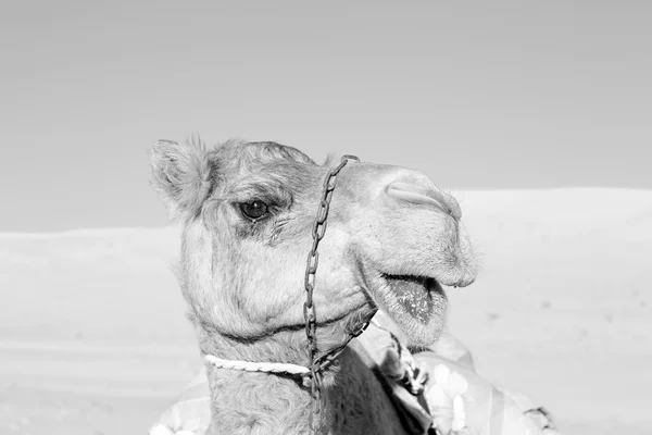 In oman vuoto quartiere di deserto un dromedario libero vicino al cielo — Foto Stock