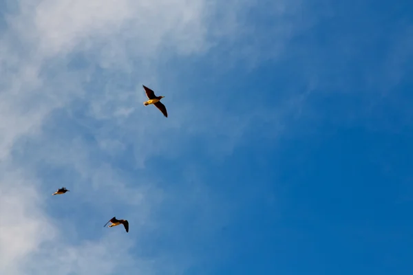 Em oman o céu dos pássaros — Fotografia de Stock