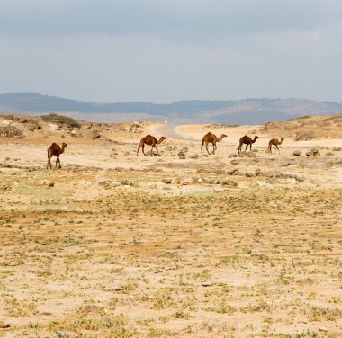 Umman deve içinde çöl dörtte bir ücretsiz dromedary yakınındaki boş.