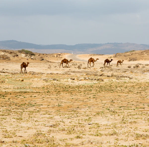 stock image in oman camel  empty quarter of desert a free dromedary near the