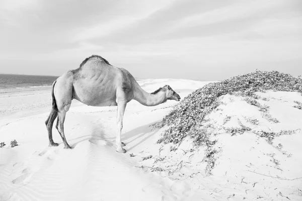 沙漠在海边免费骆驼阿曼空季 — 图库照片