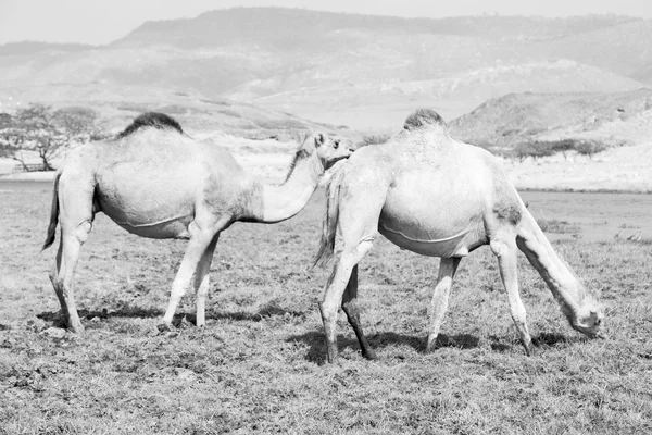 オマーン ラクダの空の砂漠の四分の一近く無料ヒトコブラクダ、 — ストック写真