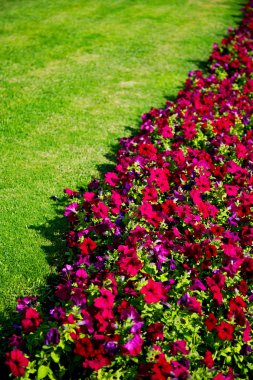 Umman çiçek ve bahar renkleri Bahçe  