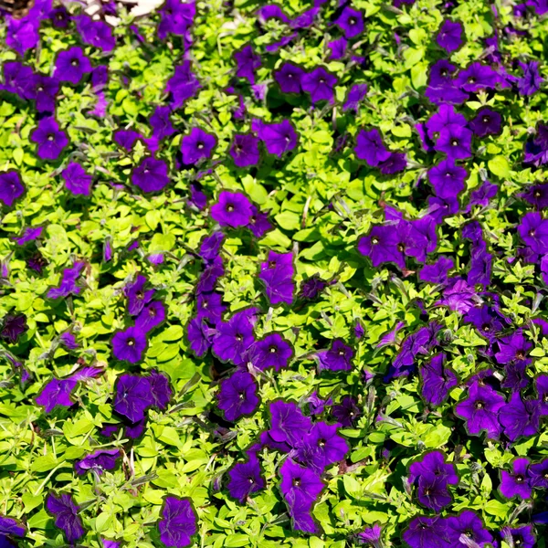 I oman blommor och trädgård i vårfärger — Stockfoto