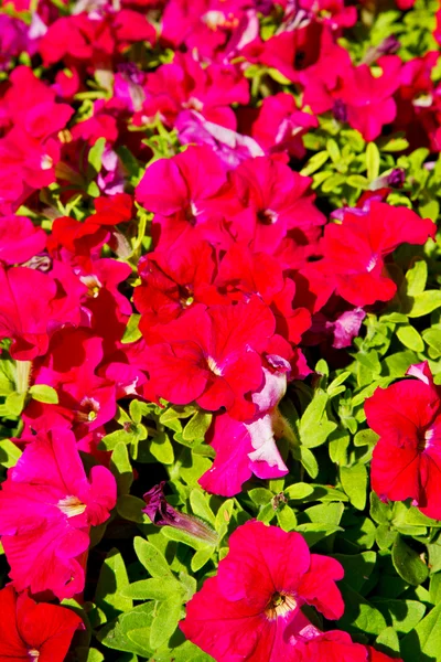 Em flores oman e jardim as cores da primavera — Fotografia de Stock