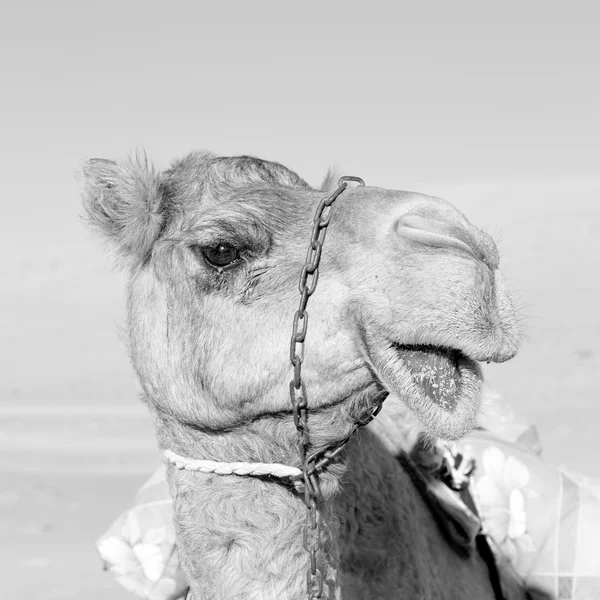 In oman lege kwartaal van woestijn een gratis dromedaris in de buurt van de hemel — Stockfoto