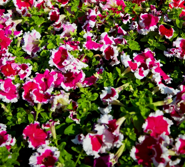 在阿曼的花和花园春天的色彩 — 图库照片