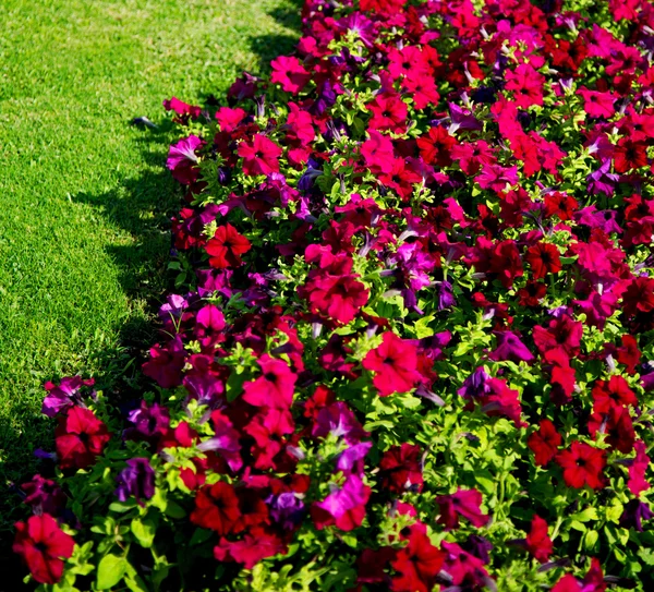 In oman flowers and garden  the spring colors — Stock Photo, Image
