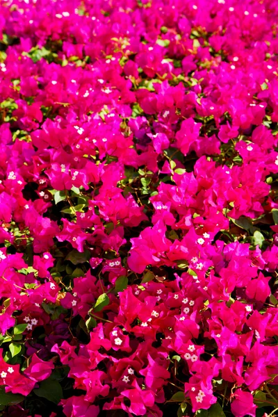 I oman blommor och trädgård i vårfärger — Stockfoto