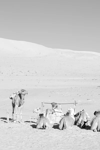 I oman Tom fjärdedel av öknen en gratis dromedar nära himlen — Stockfoto