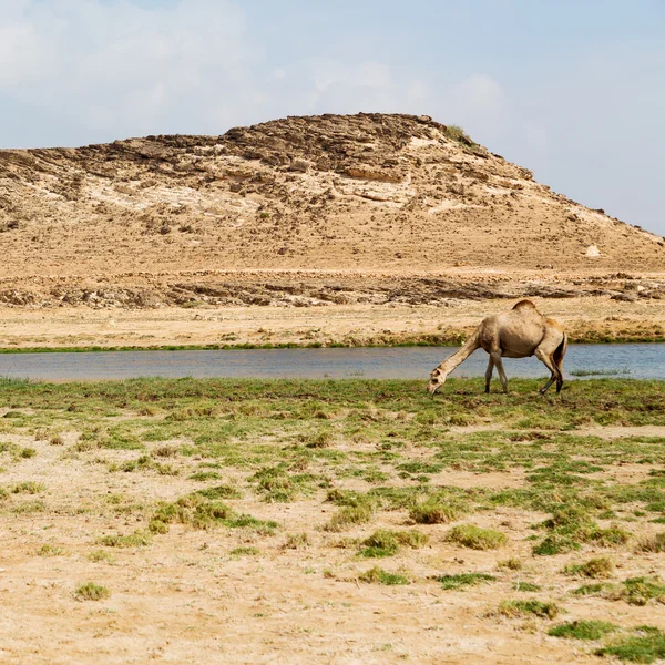 오만 낙 타에 빈 사막의 분기 근처 무료 단 봉 낙 타를 — 스톡 사진