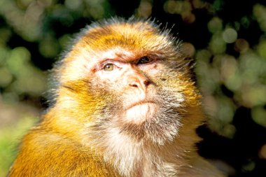 Bush maymun Afrika Fas ve doğal arka plan fauna kapatın
