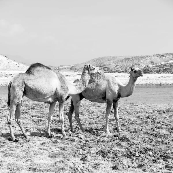 In oman cammello vuoto quartiere del deserto un dromedario libero vicino alla — Foto Stock