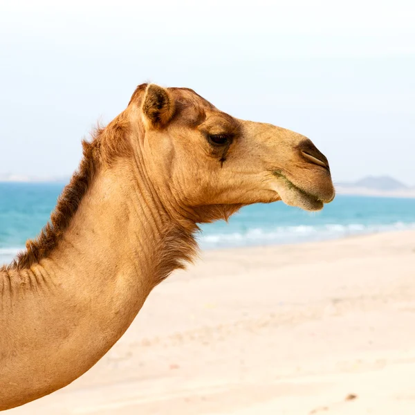 Dans oman quartier vide du désert un dromadaire libre près de la mer — Photo