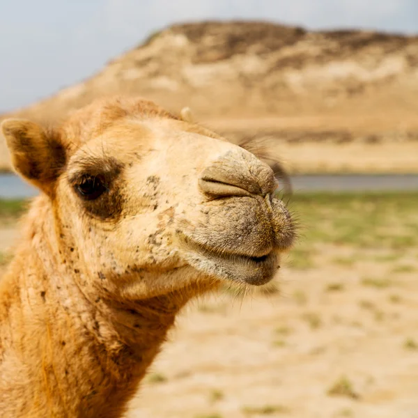 Dans oman chameau quartier vide du désert un dromadaire libre près de la — Photo