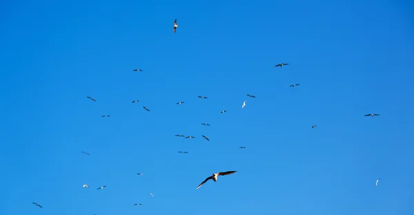 En el omán el cielo de las aves — Foto de Stock
