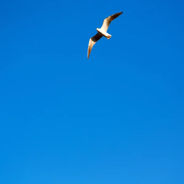 Em oman o céu dos pássaros — Fotografia de Stock