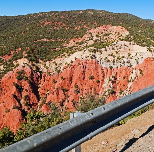 Buisson dans todra gorge marocain — Photo